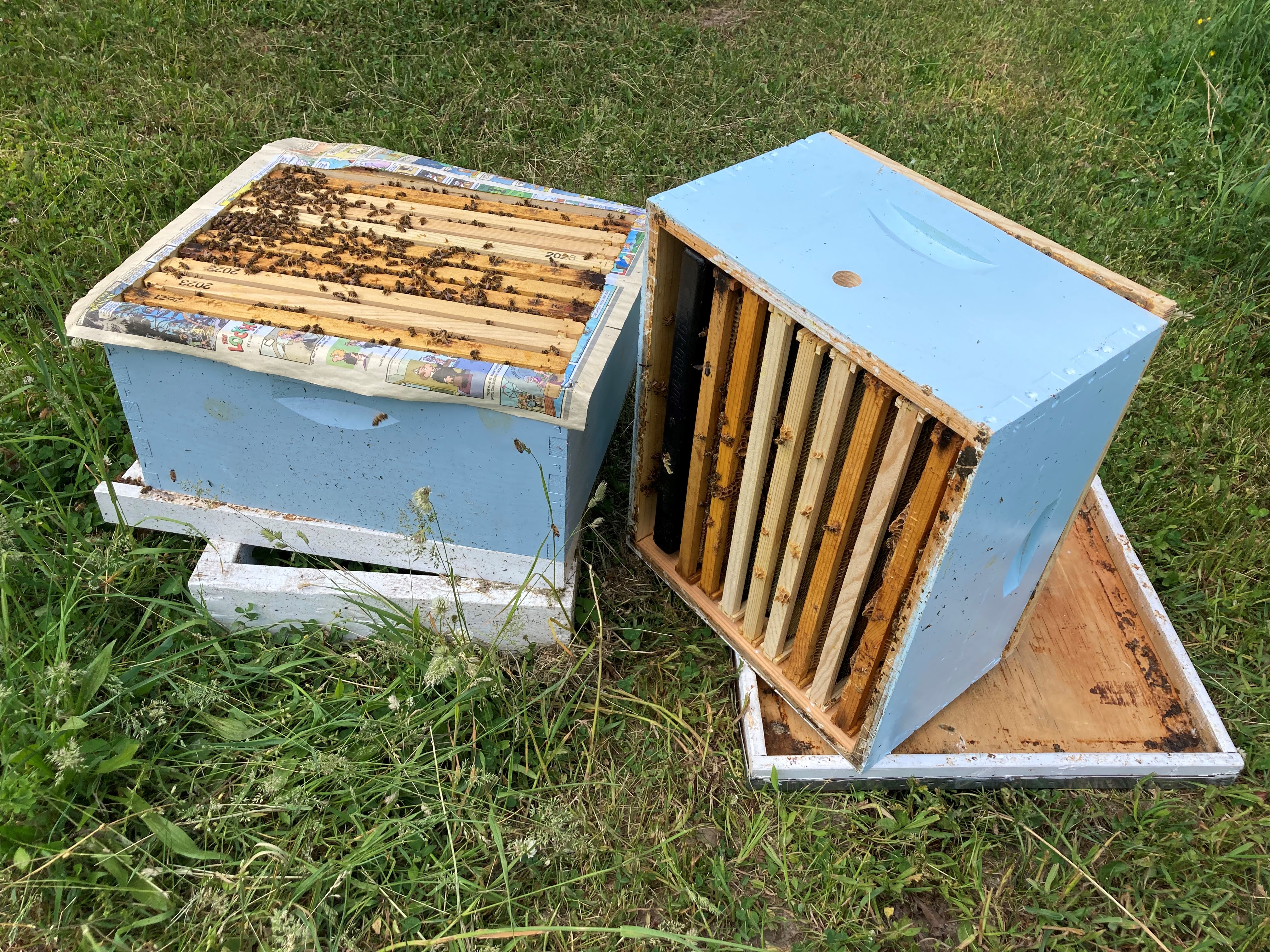 The top of a hive body with a sheet of removed newspaper.